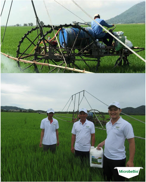 MICROBEBIO - Microbial Fertilizer An Giang Rice 4