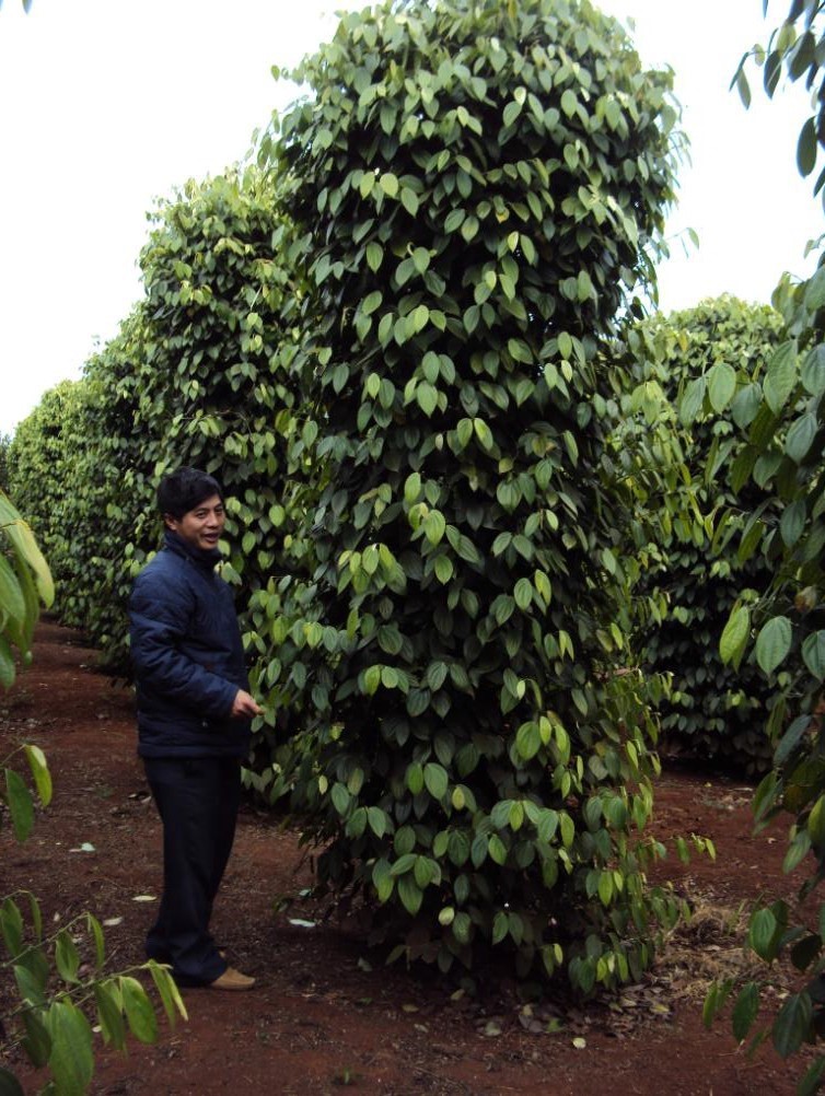 Microbebio Coffee Trial Test