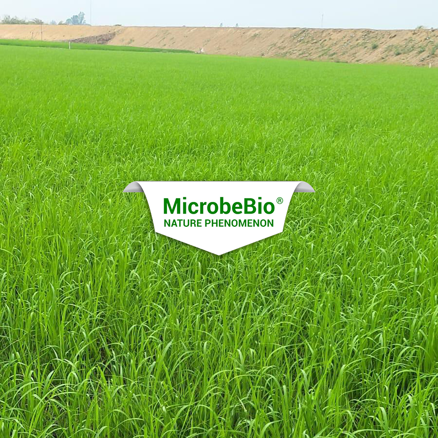 microbebio ruong Soc Trang