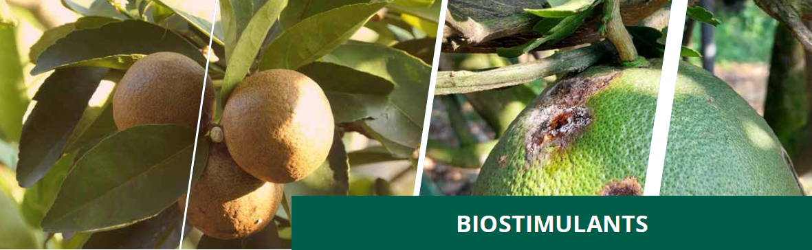 Enhancing Citrus Health with Microbebio 3