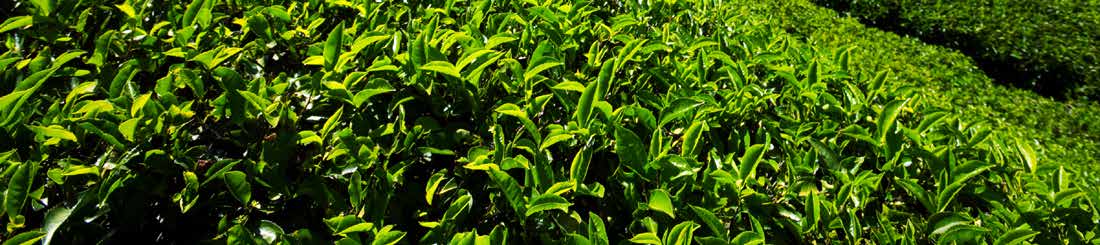 Enhancing Tea Trees with Nutrient Fixation