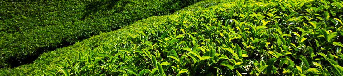 Enhancing Tea Trees with Nutrient Fixation