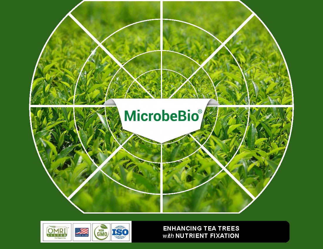 Enhancing Tea Trees with Nutrient Fixation