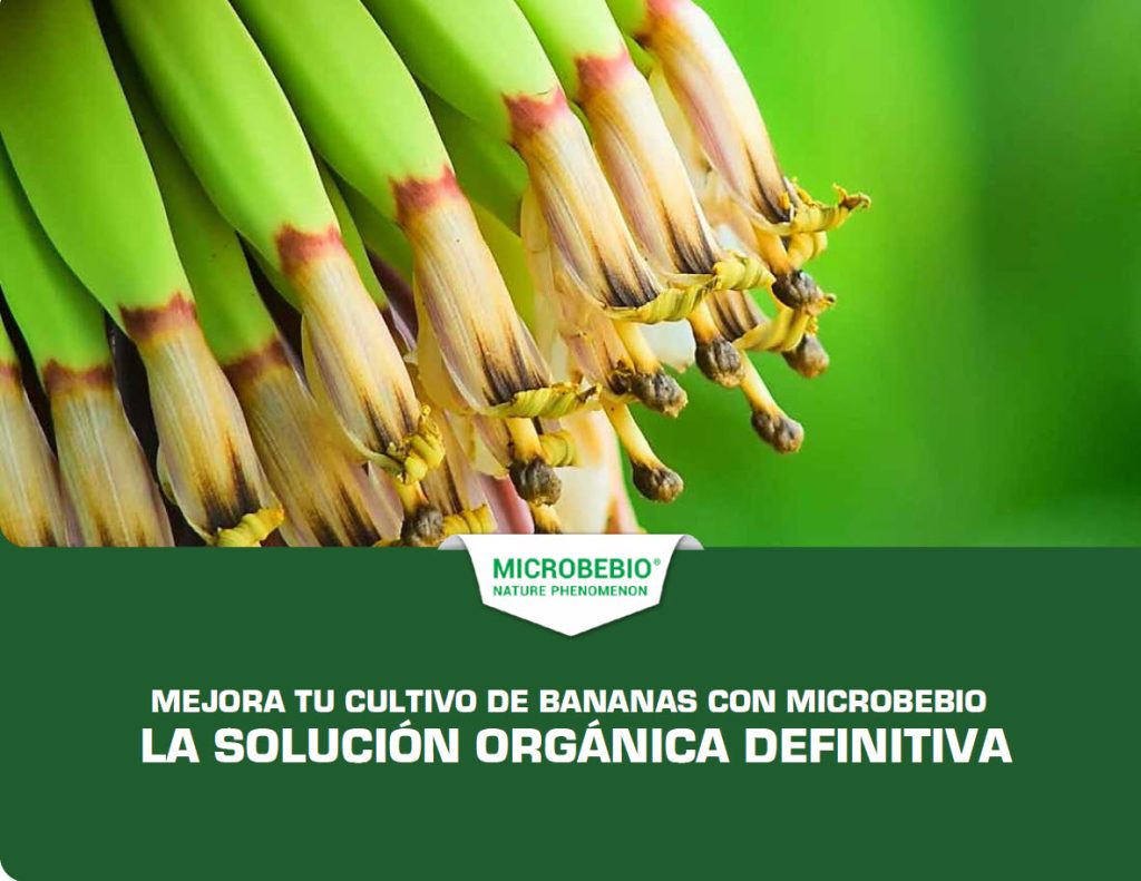 MEJORA TU CULTIVO DE BANANAS CON MICROBEBIO LA SOLUCIÓN ORGÁNICA DEFINITIVA