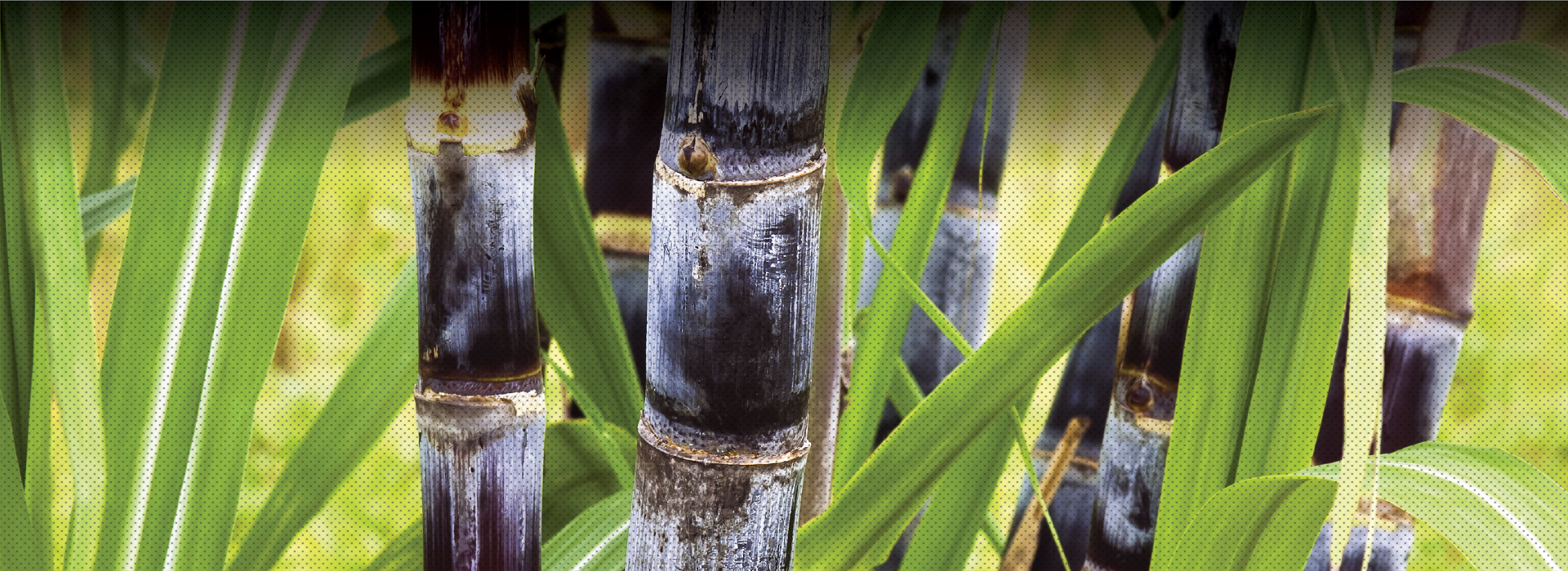 MICROBEBIO APPLICATION PROGRAM SUGARCANE