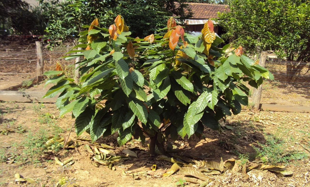 Microbebio Coffee Trial Test