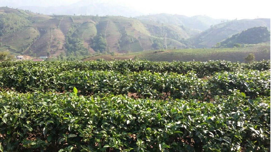 MICROBEBIO® TRIAL TEST RESULTS - TEA FIELDS - Microbial fertilizer ...