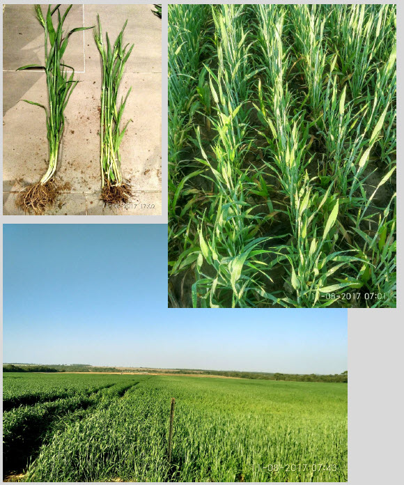 Microbebio-Trial Test_Wheat in africa