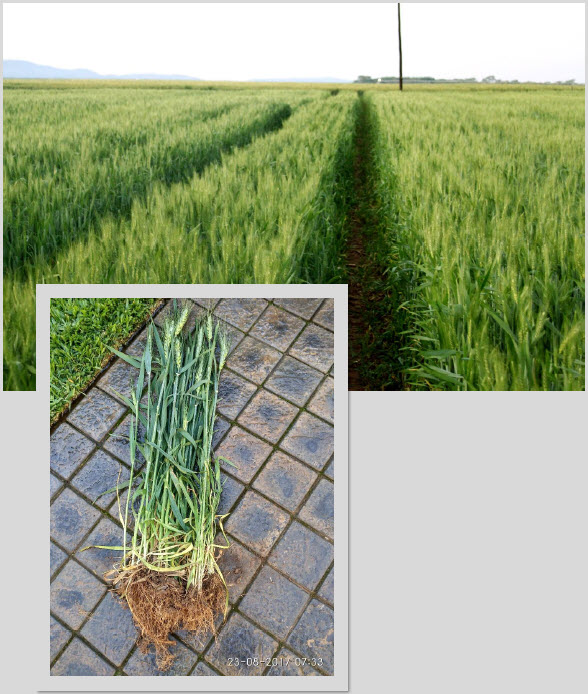 Microbebio-Trial Test_Wheat in africa 2