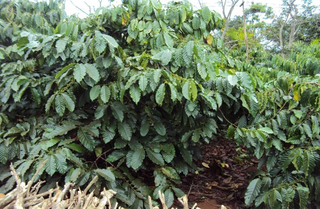 Coffee Growth - Laos - Microbial fertilizer Organic Fertilizer USA