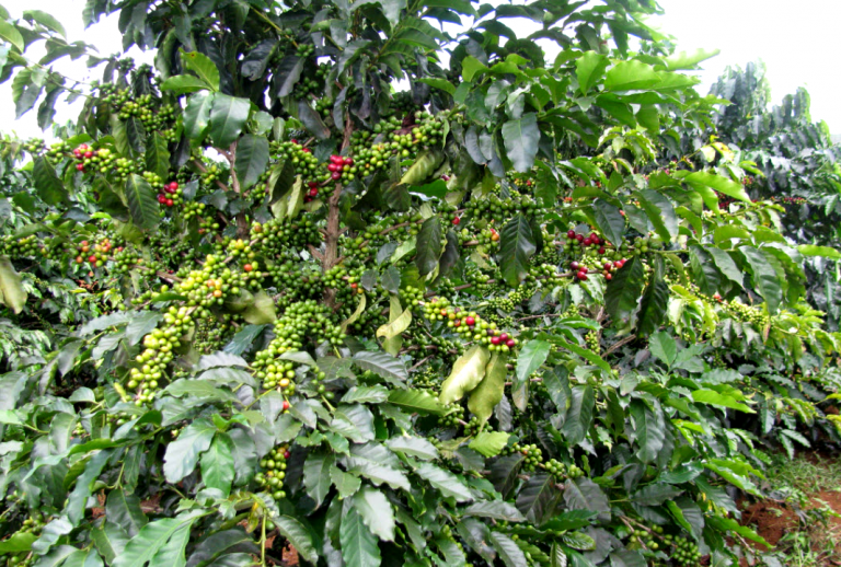 Coffee Growth - Laos - Microbial fertilizer Organic Fertilizer USA