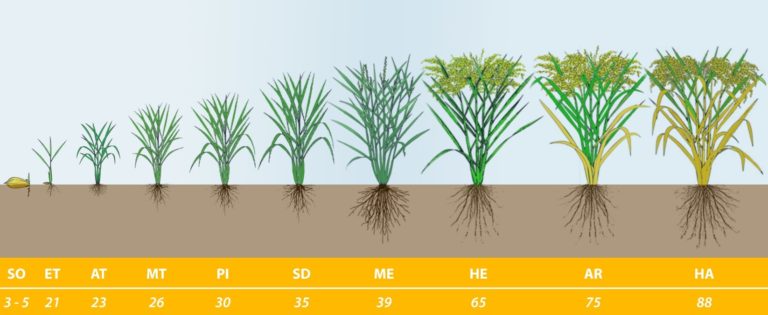 Sustainable Methods to Grow organic Rice in Vietnam - Microbial ...