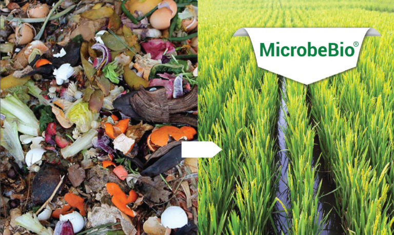 TURNING ORGANIC WASTE INTO ORGANIC BIOFERTILIZER - Microbial fertilizer ...