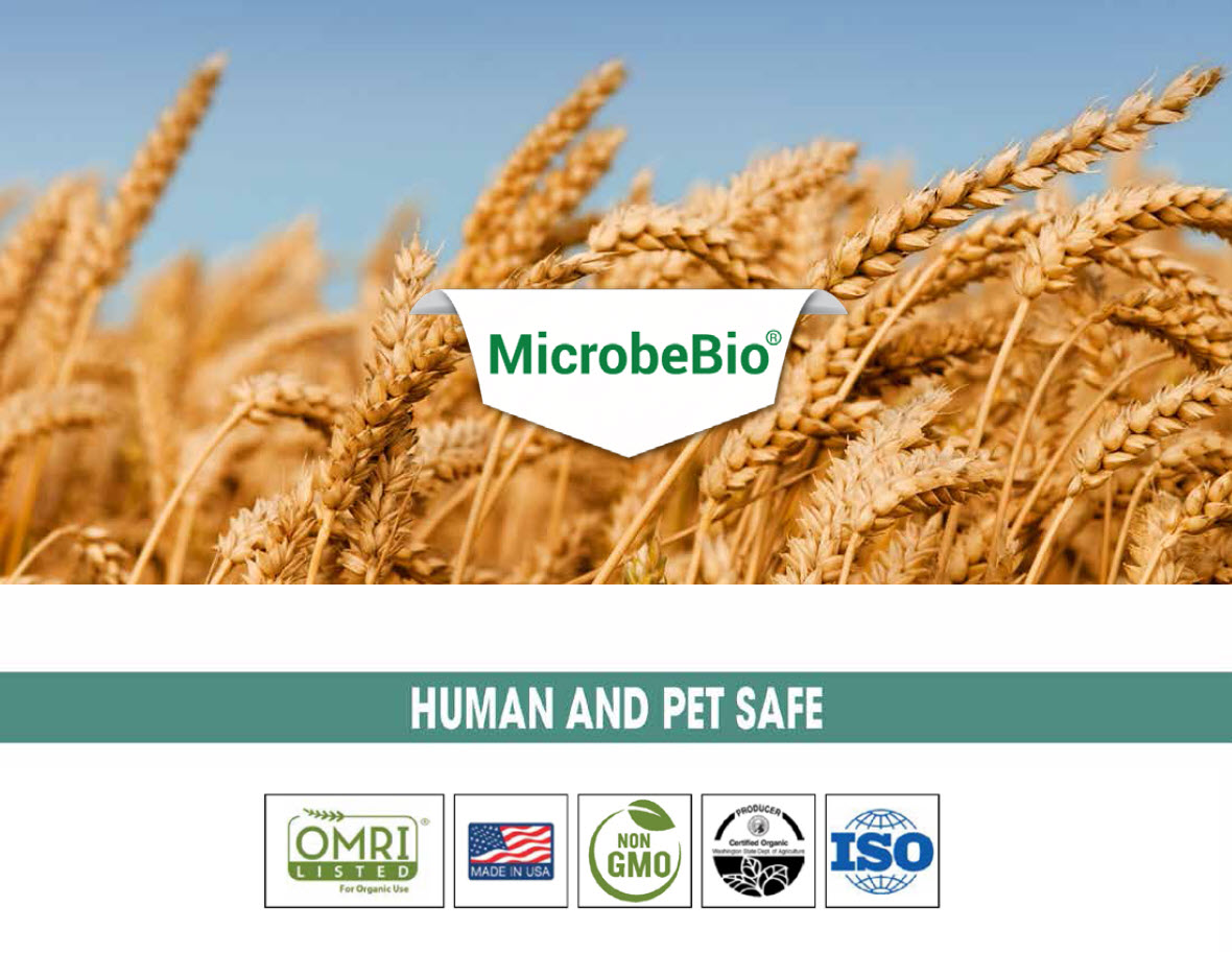 MicrobeBio Application Program for Wheat - Microbial fertilizer Organic ...