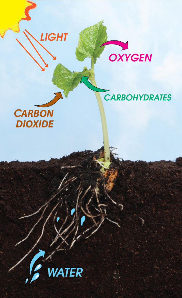 Microbebio Sustainable Farming Practices - Microbial fertilizer Organic ...