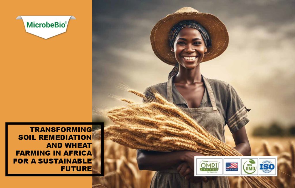 Microbebio: Transforming Soil Remediation and Wheat Farming in Africa for a Sustainable Future