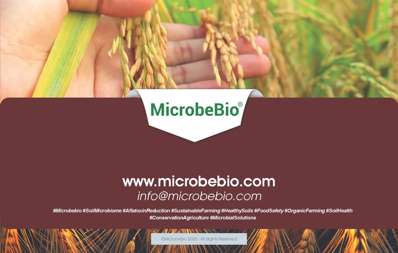 Revolutionize Rice Farming with Microbebio-Transforming 5000 Hectares in the Northern Dominican Republic_Page_9