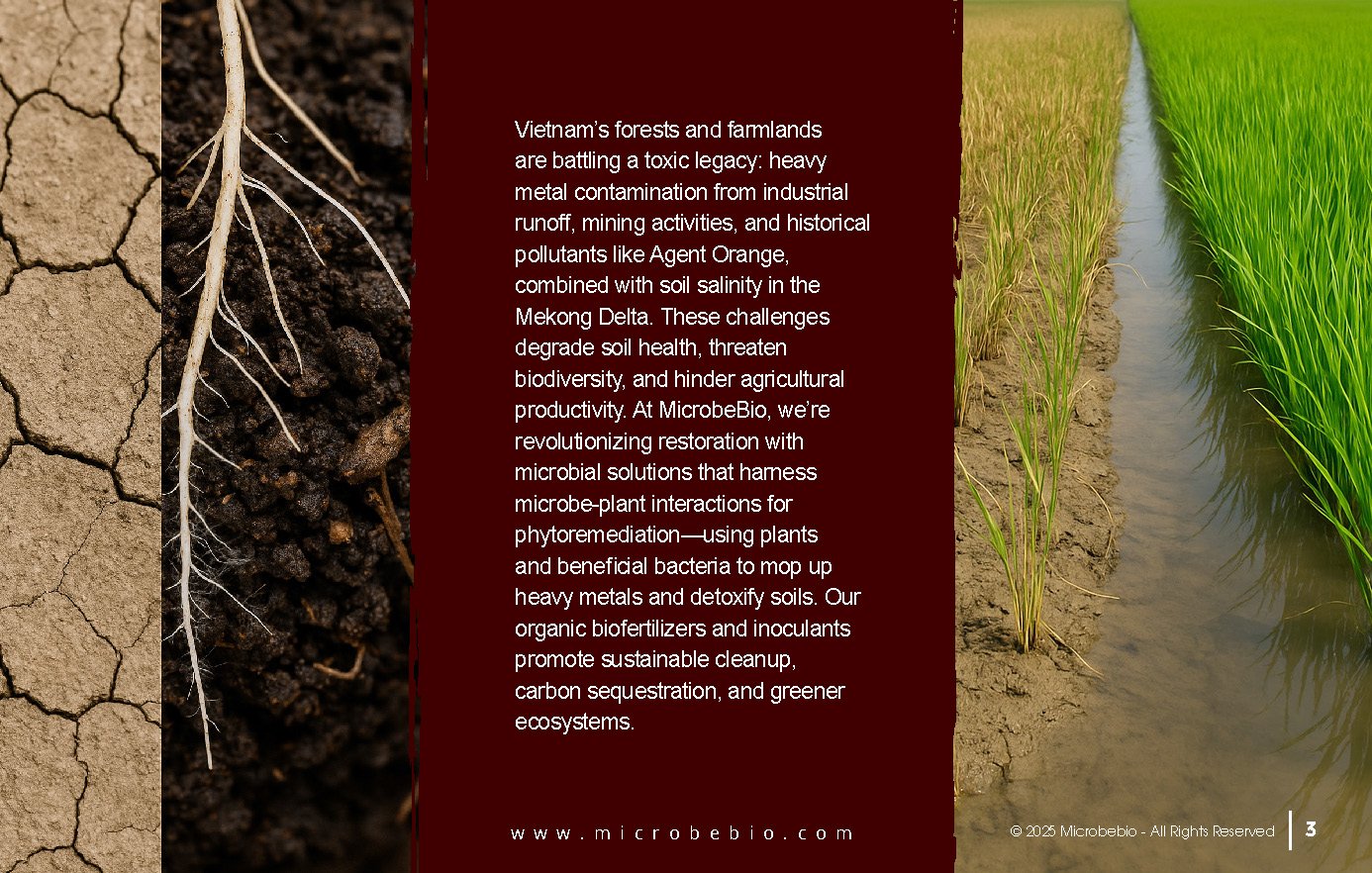 Reviving Vietnam- Forests with MicrobeBio-Sustainable Soil Solutions for Heavy Metal Cleanup and Bioremediation_Page_03