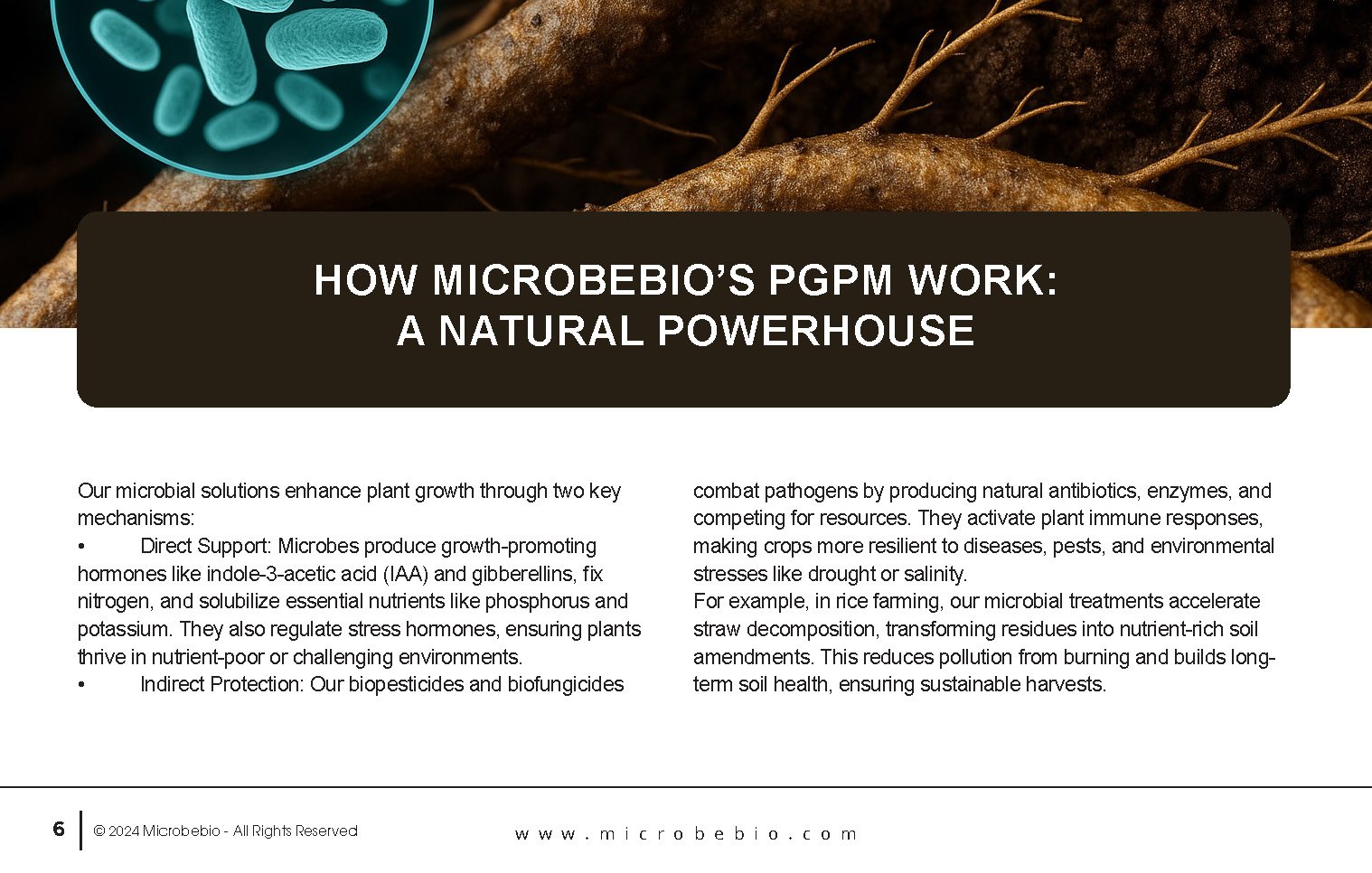 Unlocking the Future of Farming-How MicrobeBio-Microbial Solutions Drive Sustainable Agriculture _Page_06