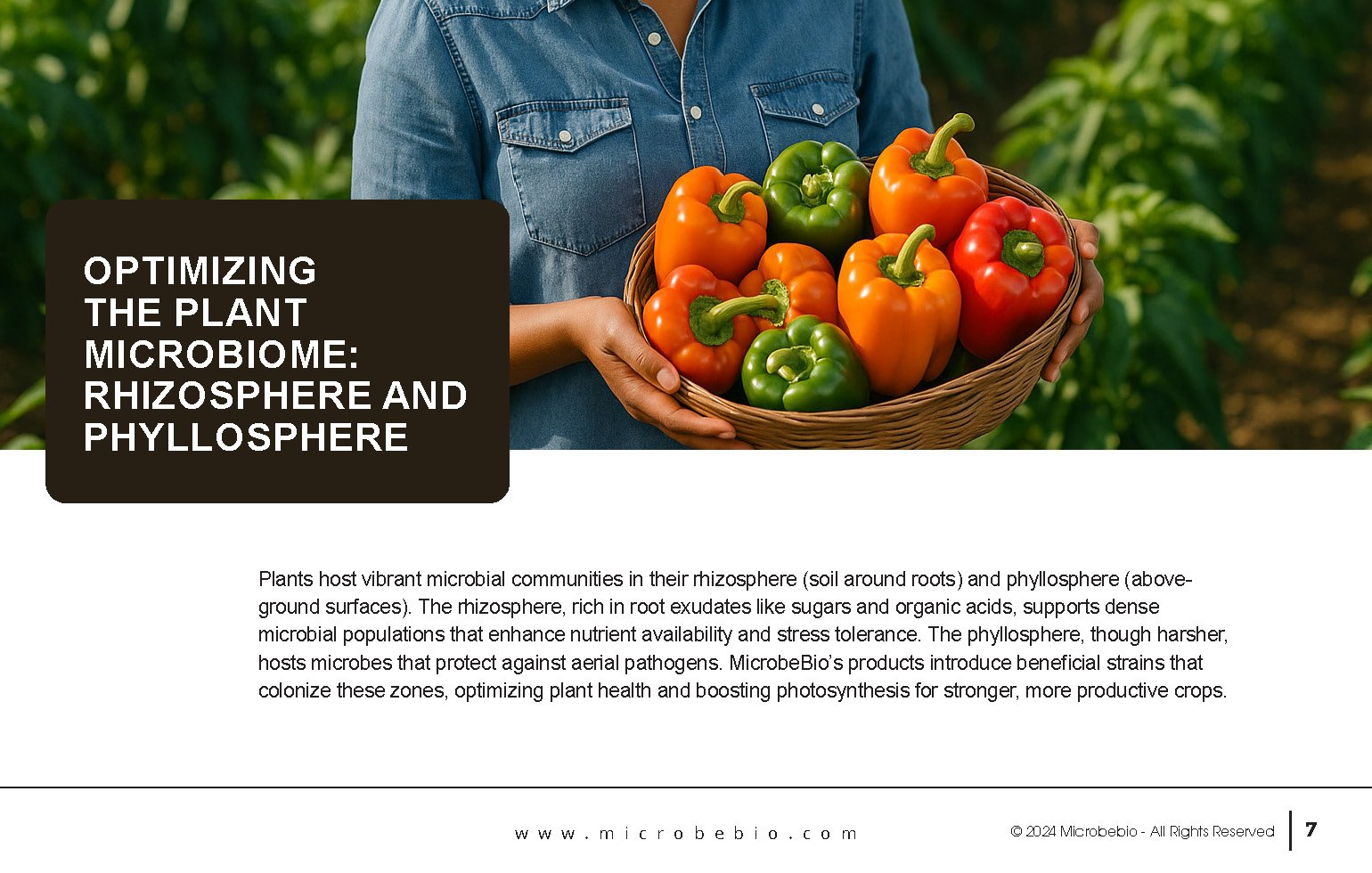 Unlocking the Future of Farming-How MicrobeBio-Microbial Solutions Drive Sustainable Agriculture _Page_07