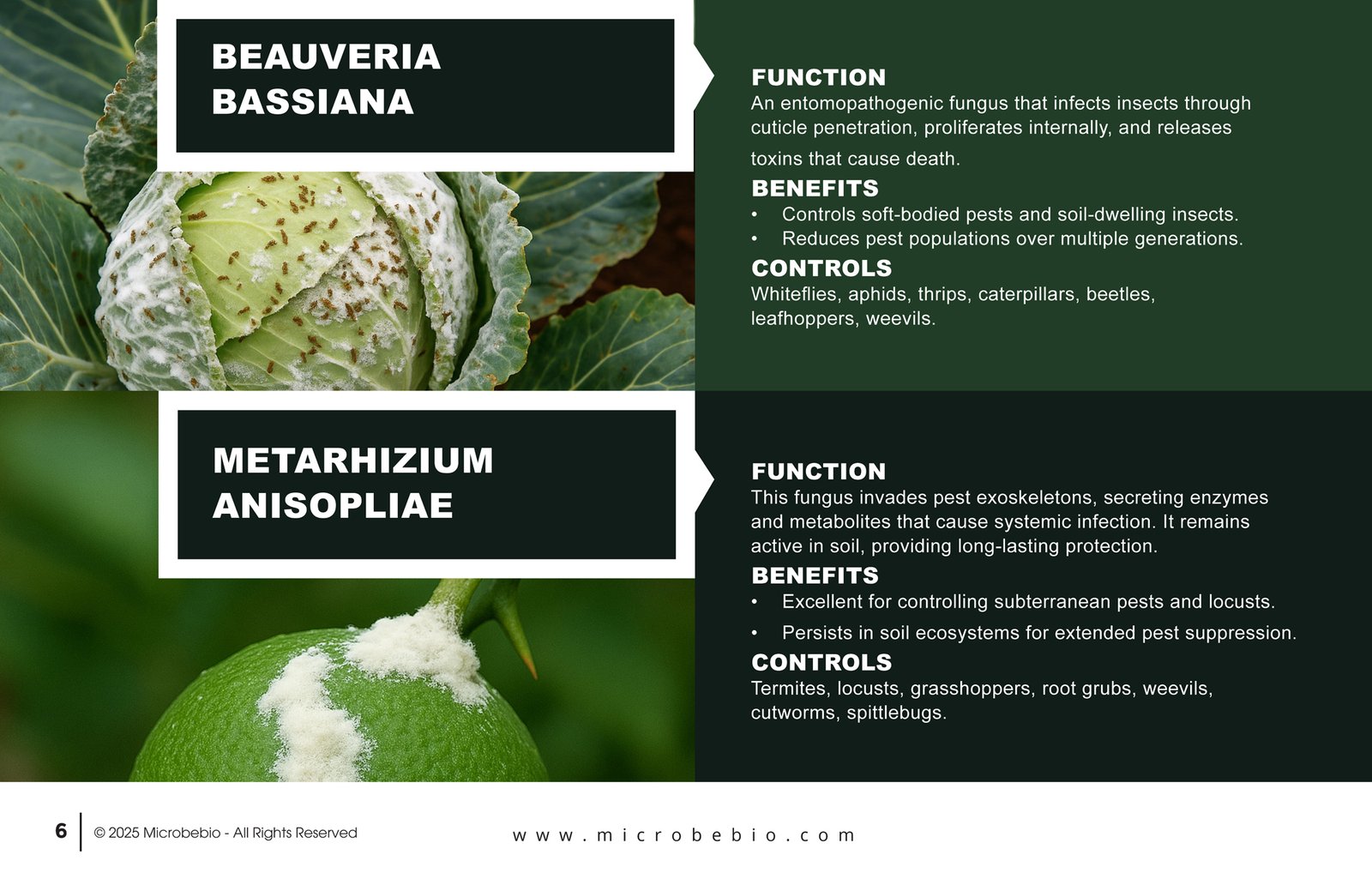 MicrobeBio X3-Complete Biological Pest Defense for Sustainable Crop Protection_Page_06