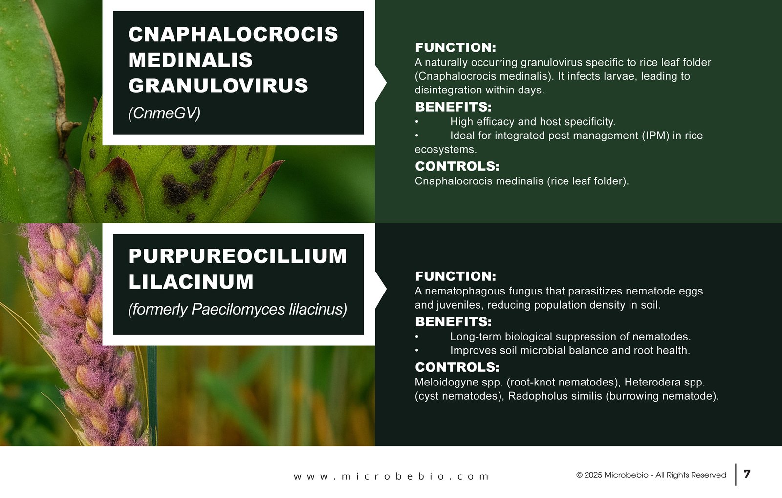 MicrobeBio X3-Complete Biological Pest Defense for Sustainable Crop Protection_Page_07
