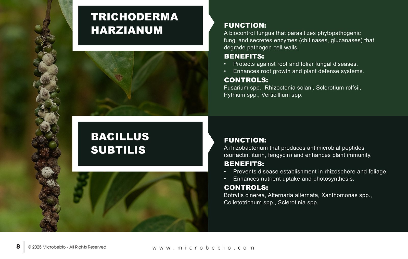 MicrobeBio X3-Complete Biological Pest Defense for Sustainable Crop Protection_Page_08