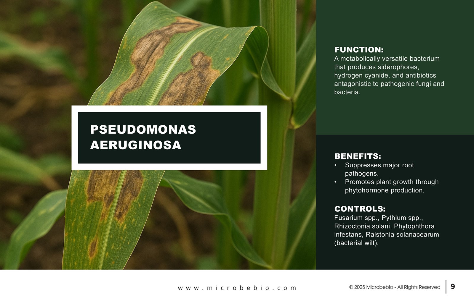 MicrobeBio X3-Complete Biological Pest Defense for Sustainable Crop Protection_Page_09