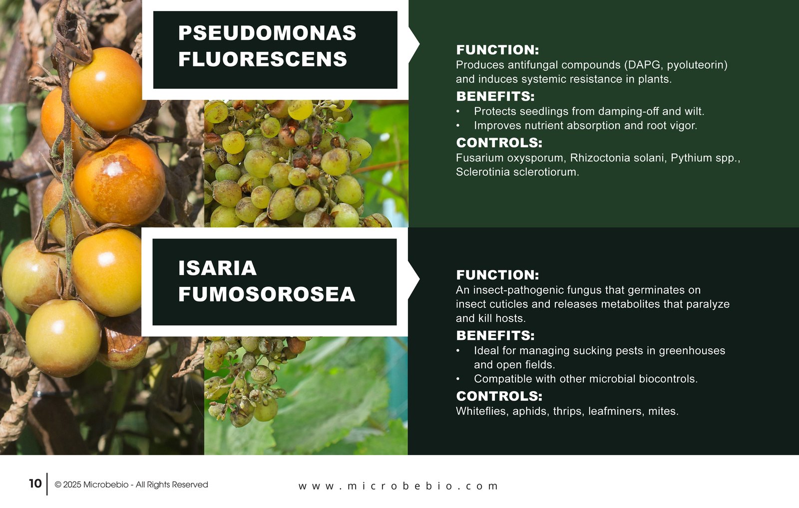 MicrobeBio X3-Complete Biological Pest Defense for Sustainable Crop Protection_Page_10