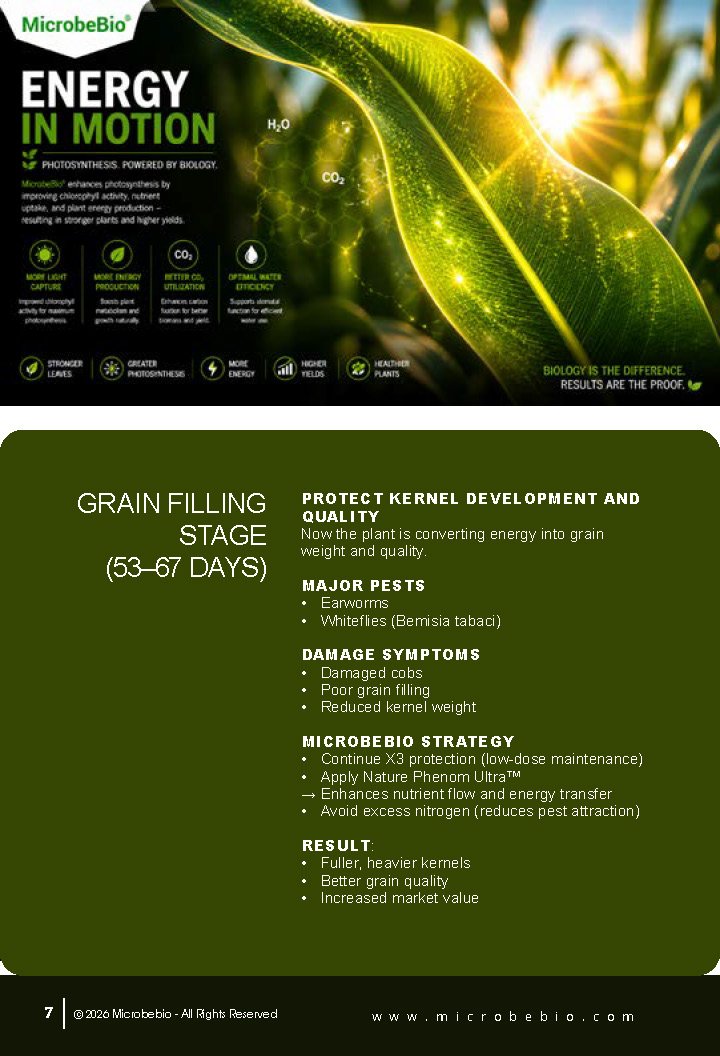 Guide to Controlling Maize Crop Pests by Growth Stage_Page_07