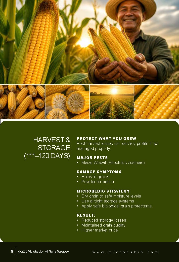 Guide to Controlling Maize Crop Pests by Growth Stage_Page_09