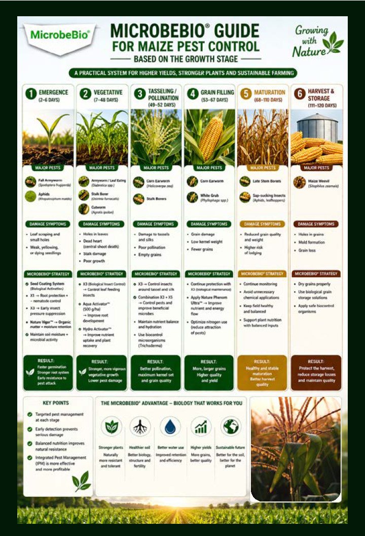 Guide to Controlling Maize Crop Pests by Growth Stage_Page_10