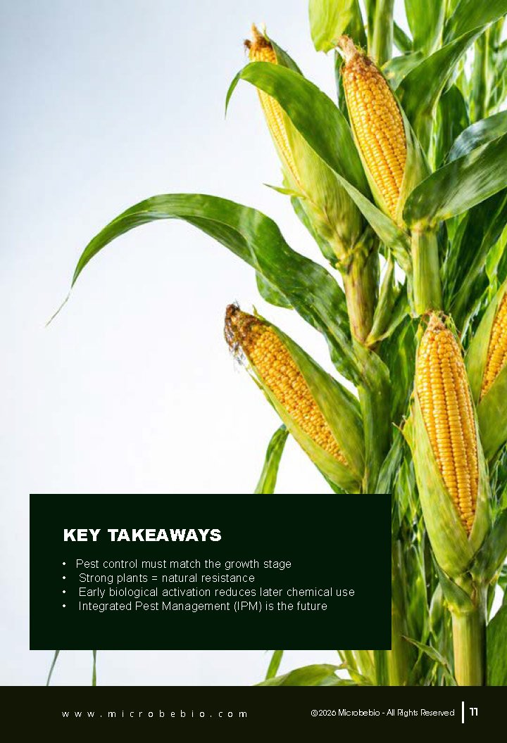 Guide to Controlling Maize Crop Pests by Growth Stage_Page_11