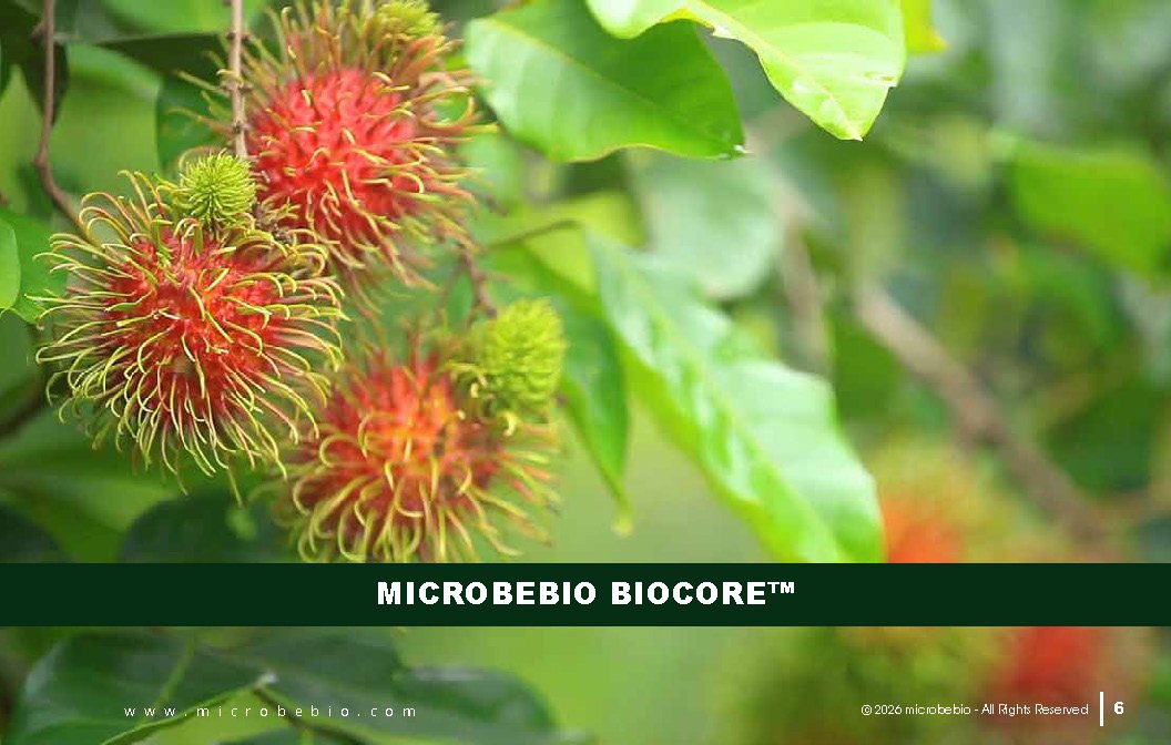 Microbebio - Integrated Crop Enhancement System_Page_06