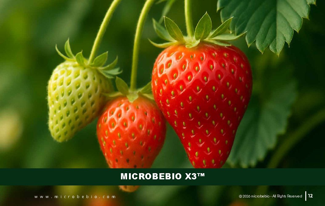 Microbebio - Integrated Crop Enhancement System_Page_12