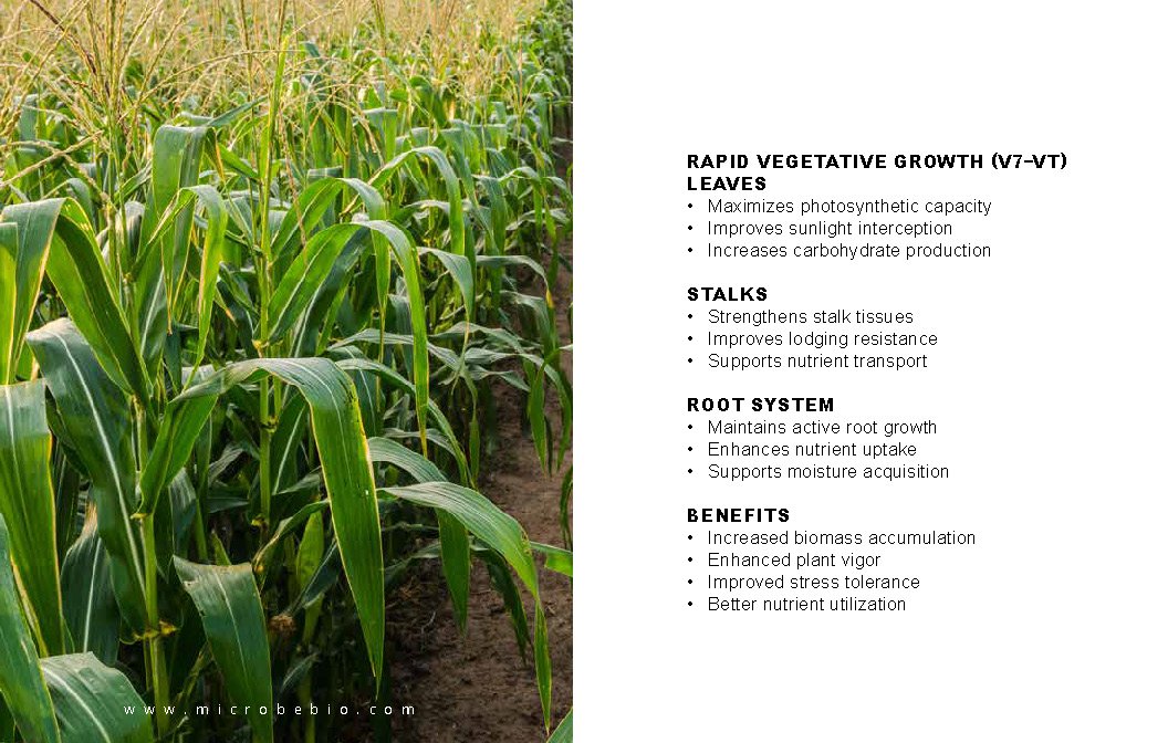 Microbebio NATURE PHENOM - Corn Maize_Page_08