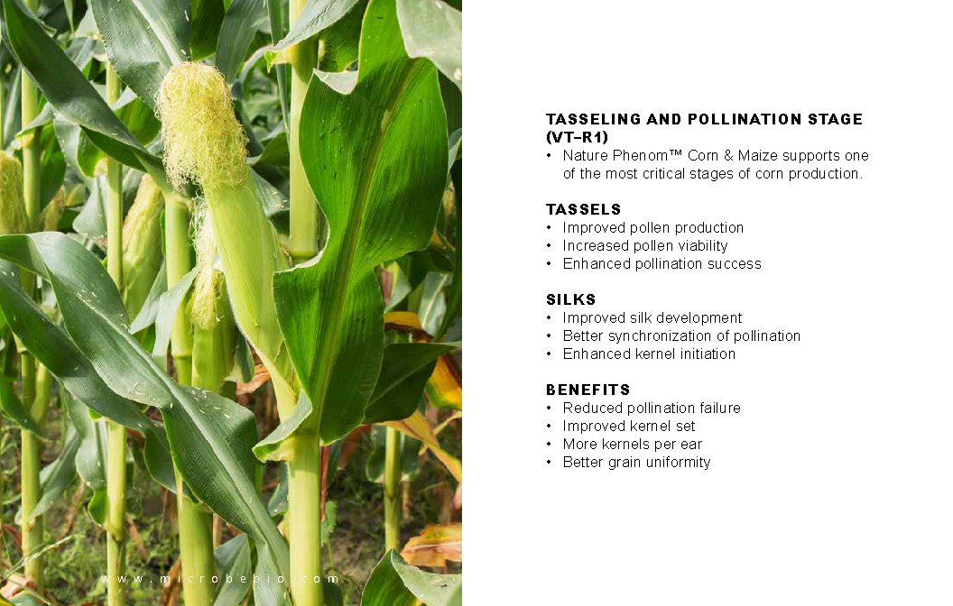 Microbebio NATURE PHENOM - Corn Maize_Page_09