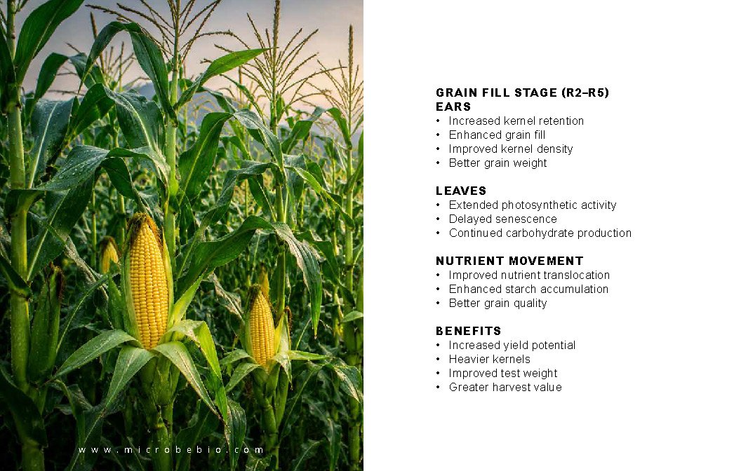 Microbebio NATURE PHENOM - Corn Maize_Page_10