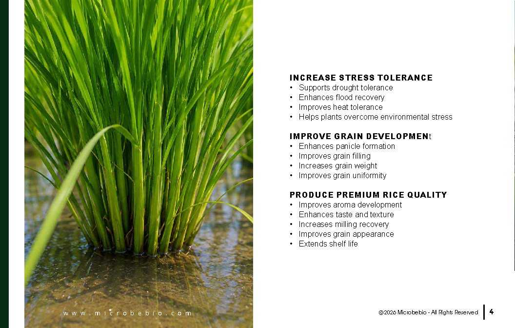 Microbebio NATURE PHENOM - RICE_Page_04
