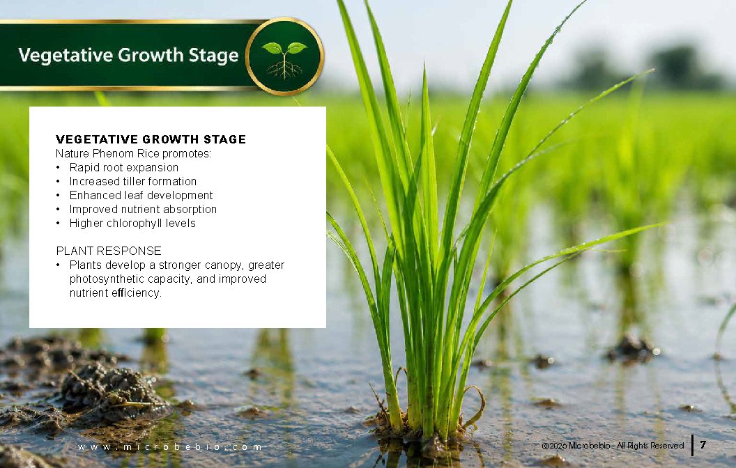 Microbebio NATURE PHENOM - RICE_Page_07
