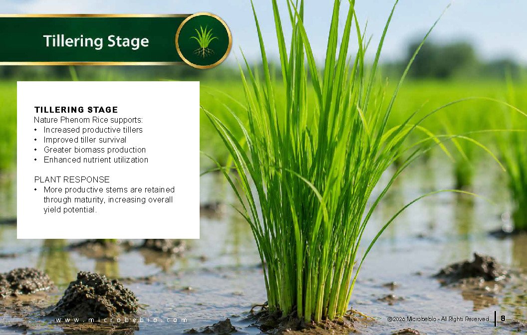 Microbebio NATURE PHENOM - RICE_Page_08