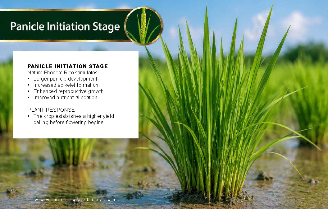 Microbebio NATURE PHENOM - RICE_Page_09