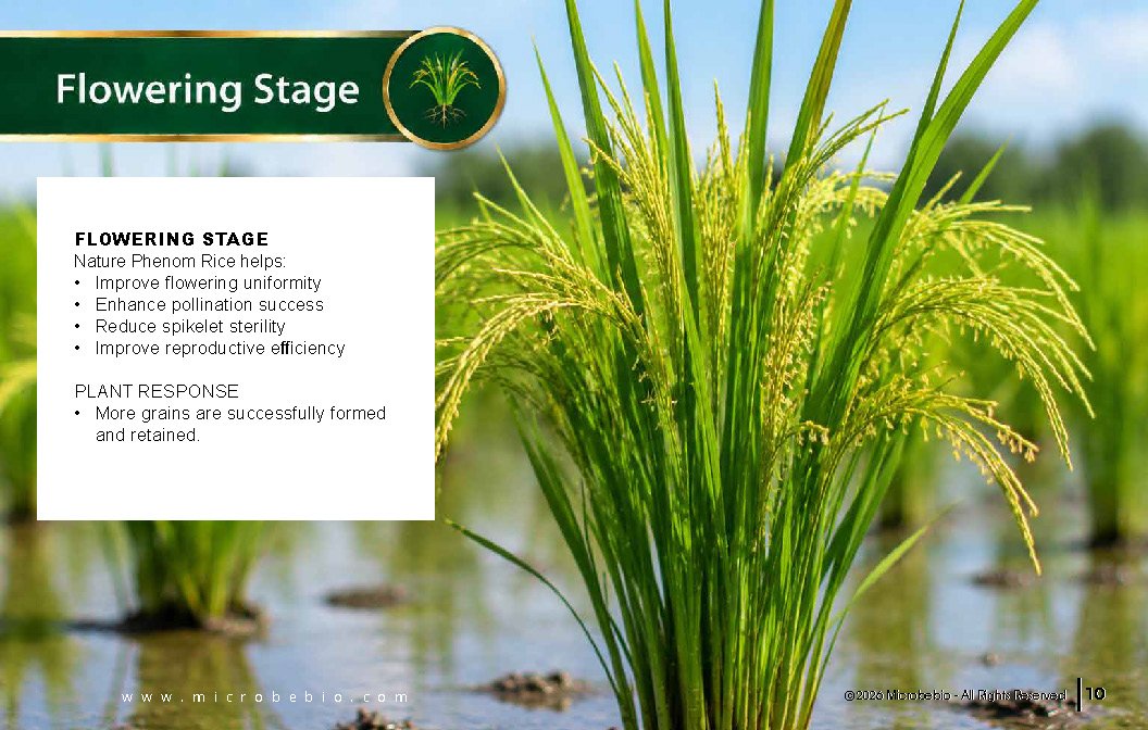 Microbebio NATURE PHENOM - RICE_Page_10
