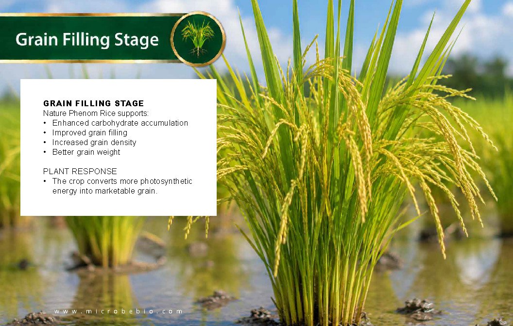 Microbebio NATURE PHENOM - RICE_Page_11