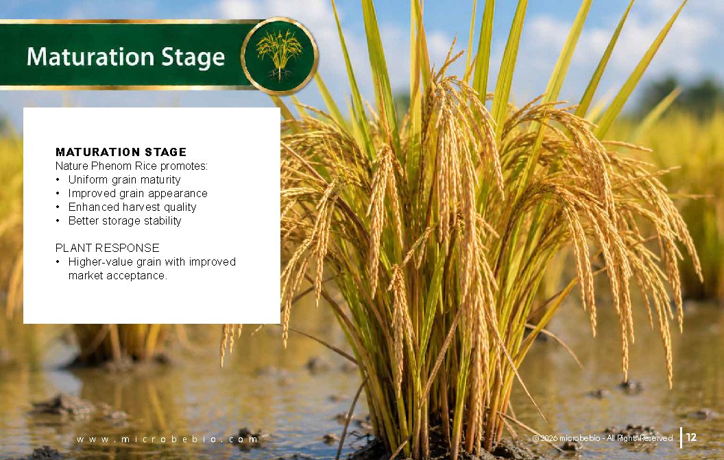 Microbebio NATURE PHENOM - RICE_Page_12