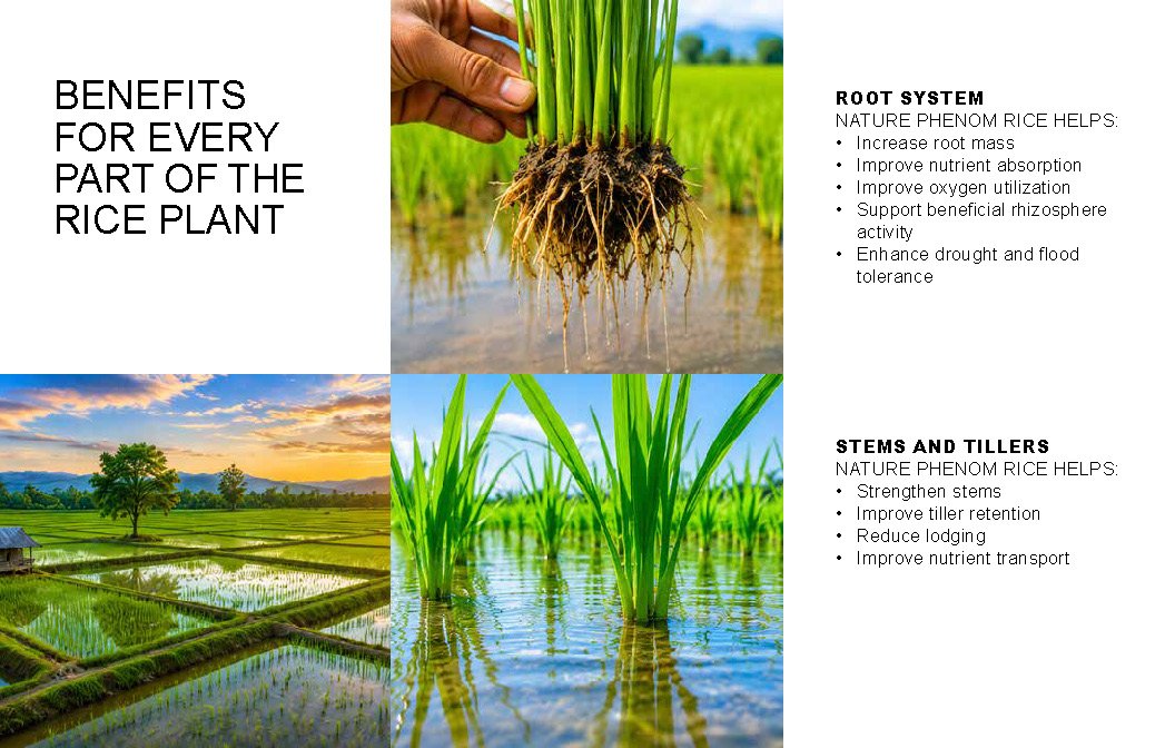 Microbebio NATURE PHENOM - RICE_Page_13