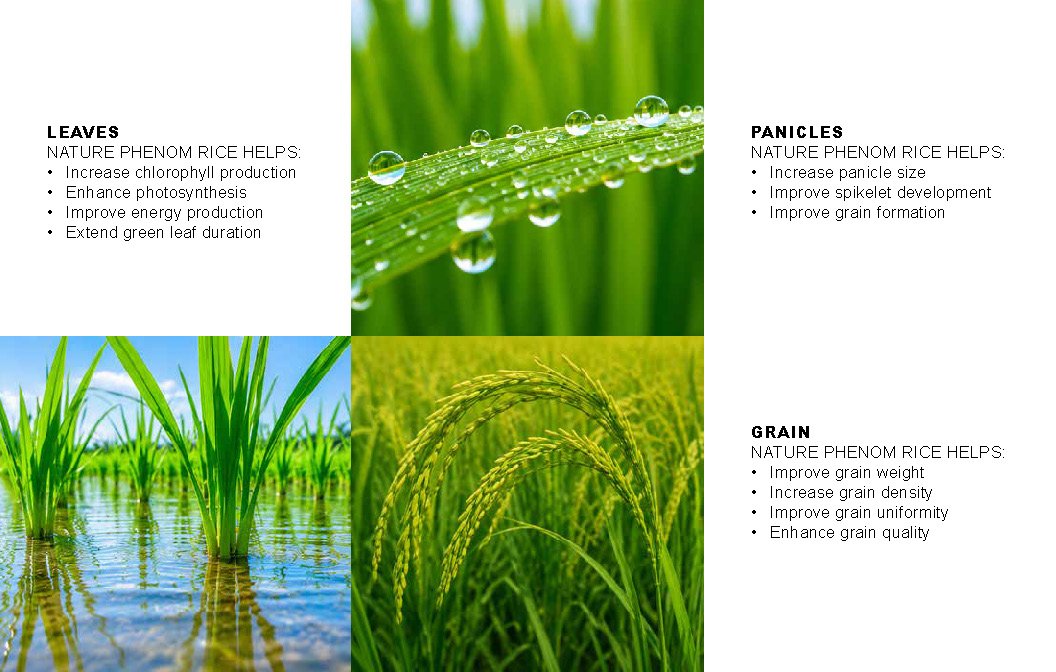 Microbebio NATURE PHENOM - RICE_Page_14