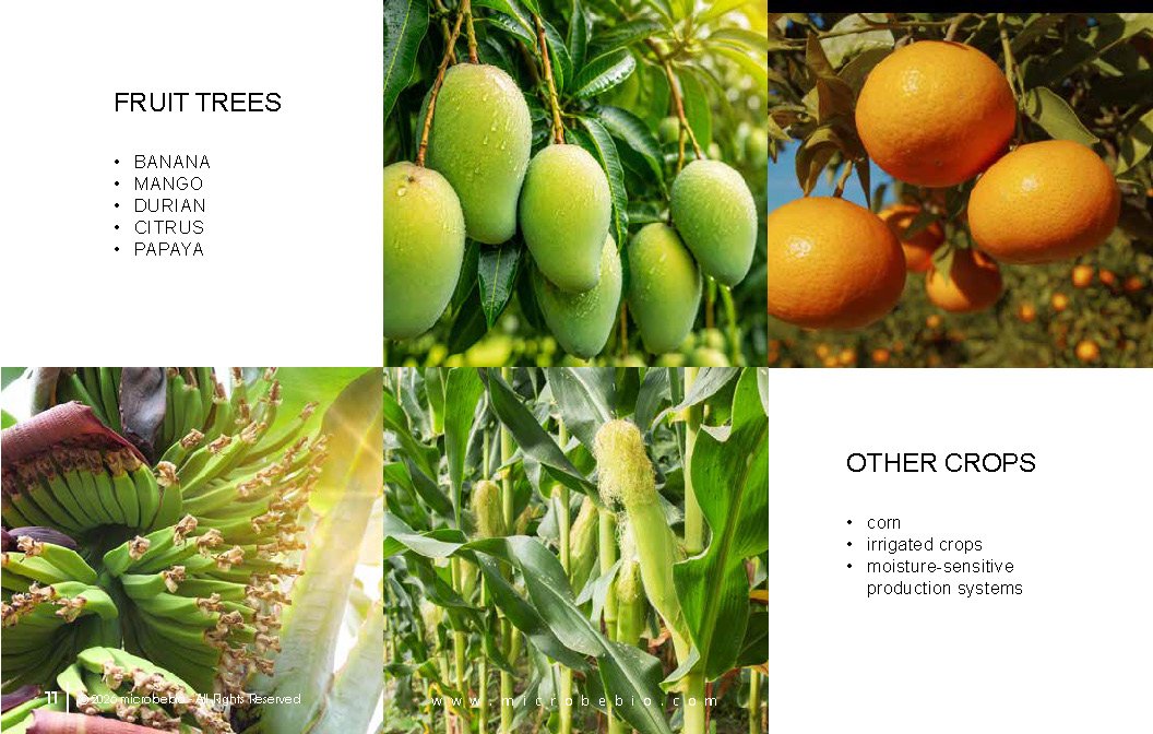 Microbebio- X8G Protect your field from day one Advanced biological granular protection for healthier crops_Page_11
