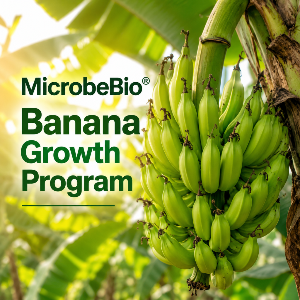 MicrobeBio® Banana Growth Program: Questions & Answers for Higher Yield, Healthier Plants, and Stronger Ratoon Crops