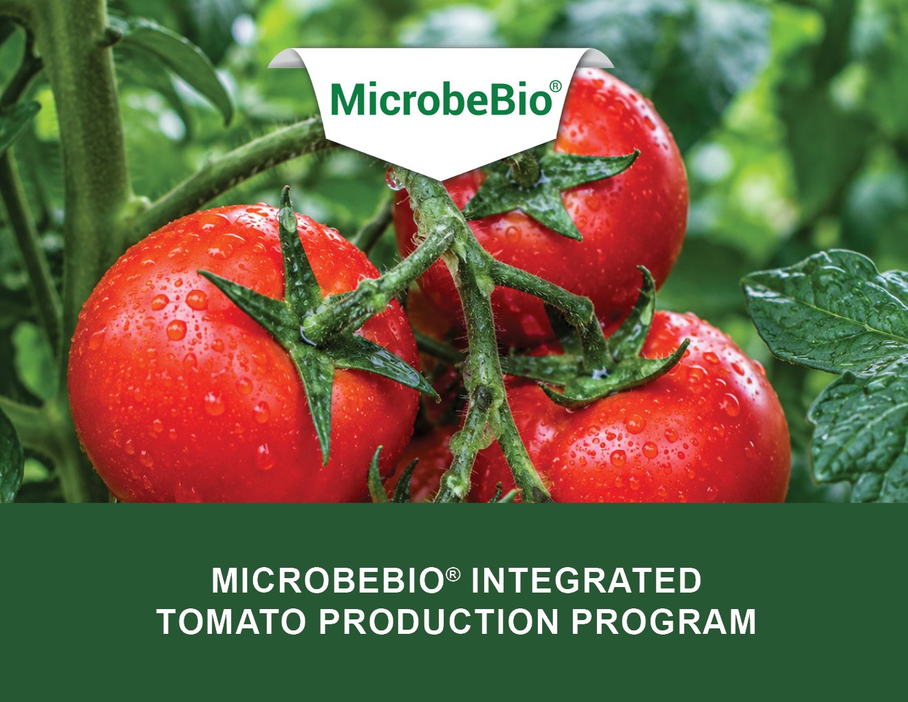 MICROBEBIO - TOMATO - ENGLISH - 08 10 2026